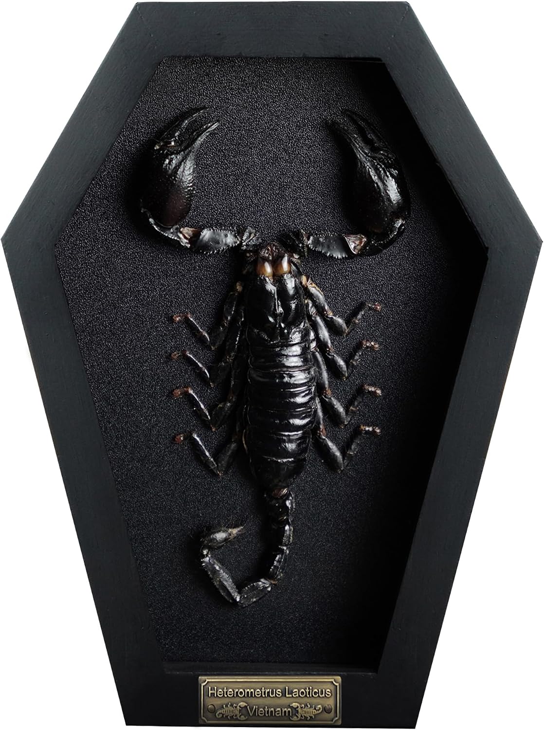 Real Large Scorpion 7" Coffin Gothic Oddities Halloween Decor CF18-51-DE
