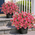 2Set Artificial Eucalyptus Flower Topiary Tree for Front Porch(Rose Red)