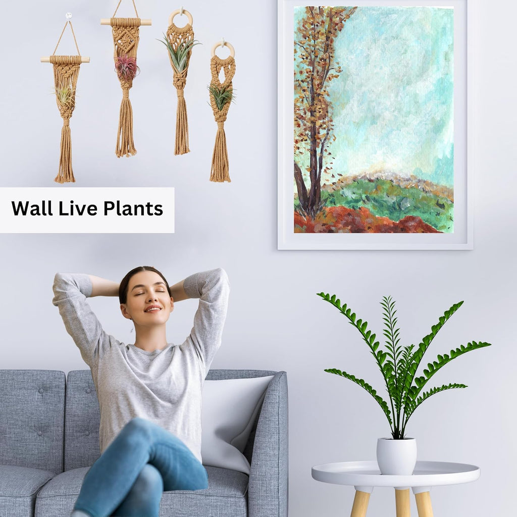 4 Pack Air Plant Holder, Air Plant Wall Hanger, Wall Plant Holder