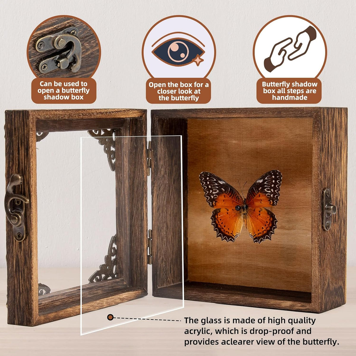 Real Taxidermy Butterfly Shadow Box Red Saw Nymphalid