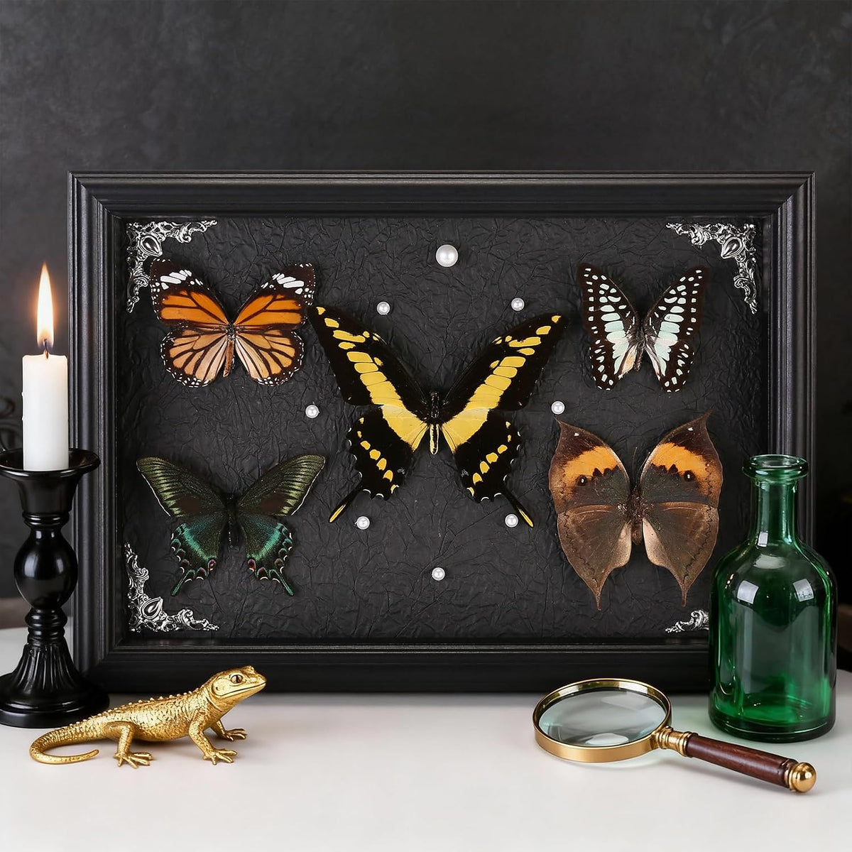 Real Framed Butterfly Taxidermy Collection - Set of 5 in Shadow Box Decor