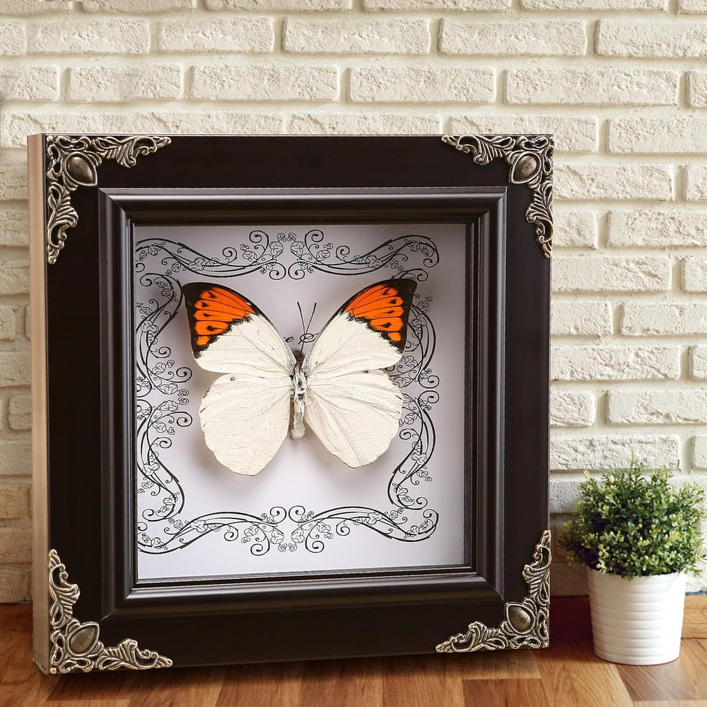 Real Framed Butterfly Specimen, Handmade Butterfly Taxidermy Shadow Box, Goth Gifts for Women, Dark Academia & Witchy Decor, (Crane Crest White Butterfly)