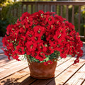 10pcs UV Resistant Faux Petunia Outdoor Flowers,Wine Red