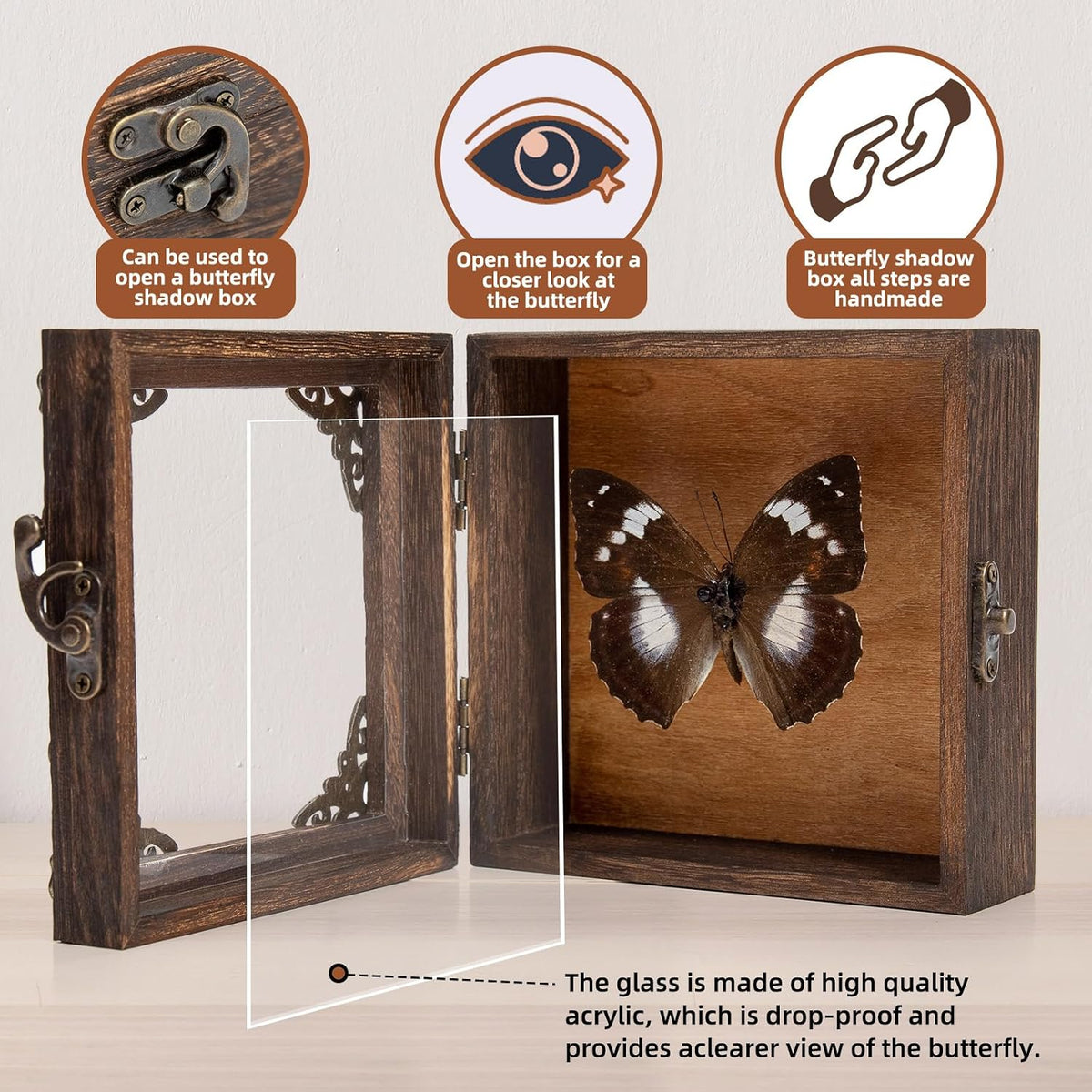 Real Taxidermy Butterfly Shadow Box White-Spotted Nymphalid