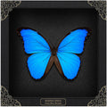 Real Blue Morpho Butterfly 7.5" Framed Taxidermy Goth Witchy Gift K19-22-DE