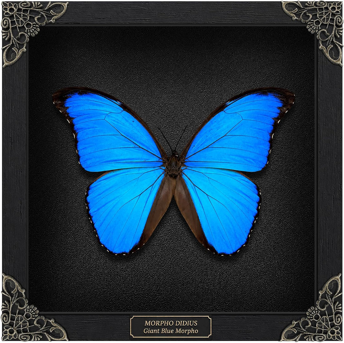 Real Blue Morpho Butterfly 7.5" Framed Taxidermy Goth Witchy Gift K19-22-DE