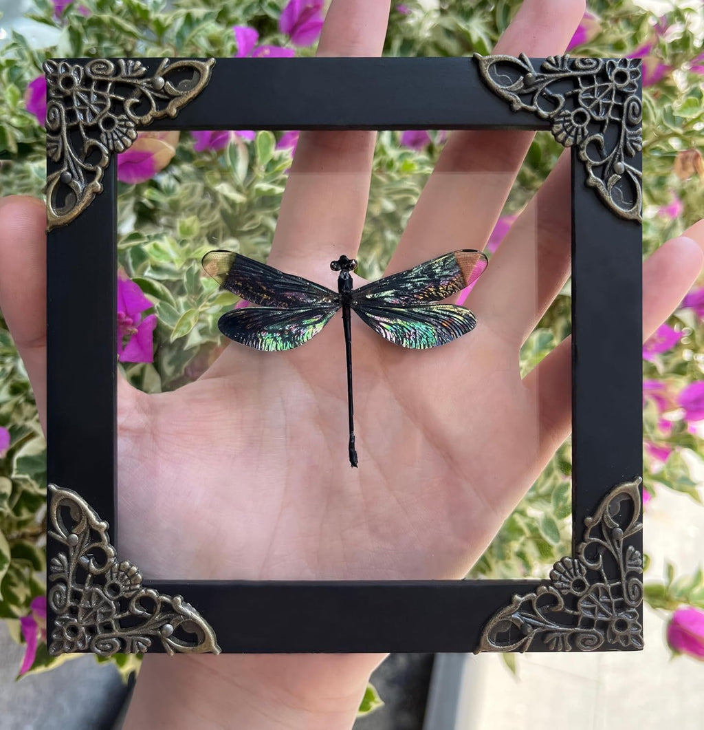 Real Dragonfly 4.7" Framed Insect Specimen Taxidermy Gothic Gift K12-85-KI