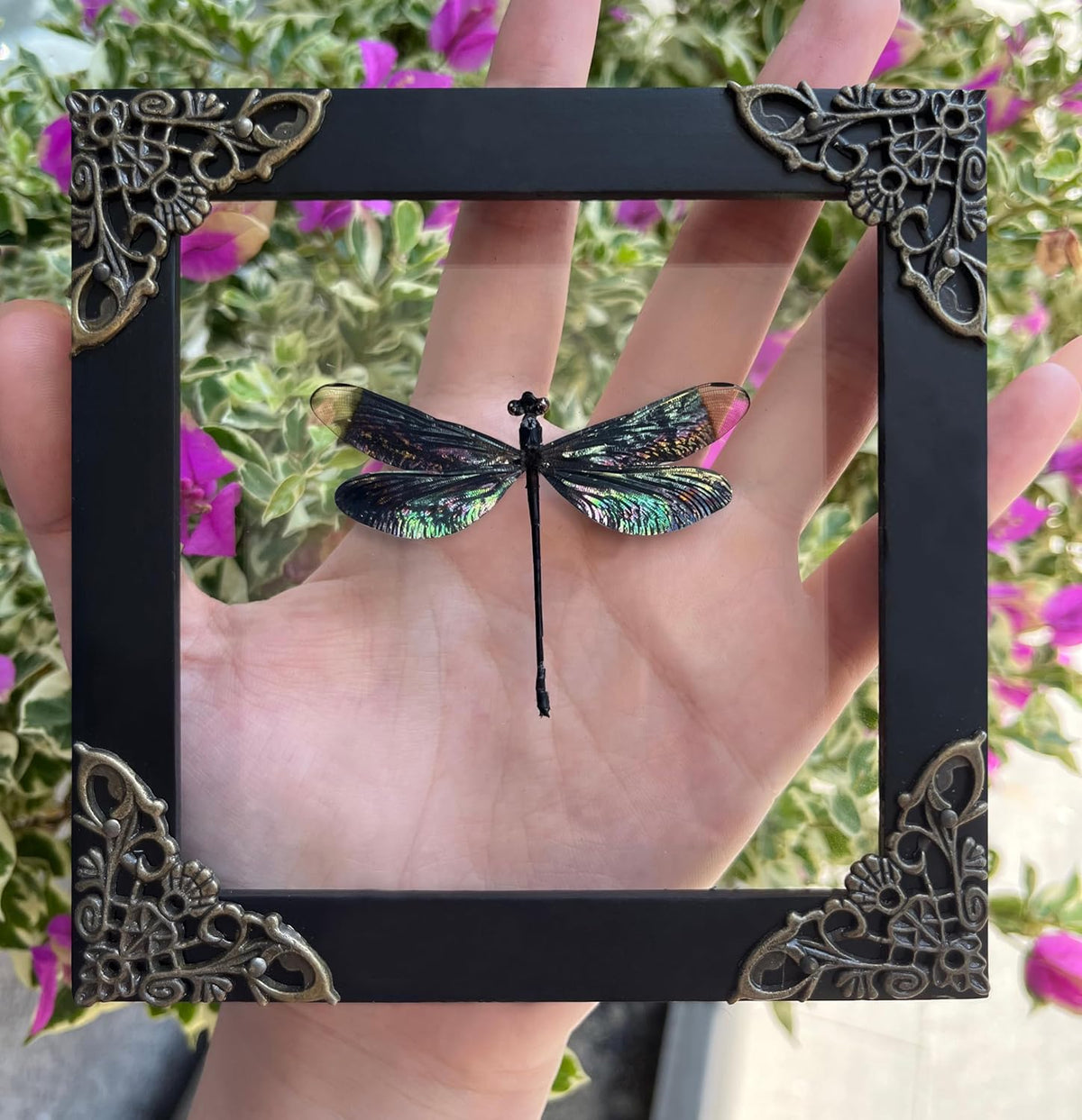 Real Dragonfly 4.7" Framed Insect Specimen Taxidermy Gothic Gift K12-85-KI