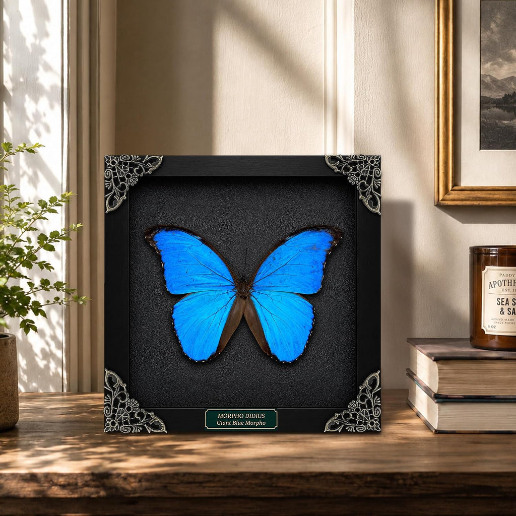 Real Blue Morpho Butterfly 7.5" Framed Taxidermy Goth Witchy Gift K19-22-DE
