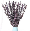 20 Pcs Dried Eucalyptus Stems, 17'' Real Purple Leaves for Shower Hanging