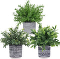 Winlyn Set of 3 Small Potted Plants Artificial Eucalyptus Rosemary Boxwood Plants in Black and White Geometric Pots for Table Centerpiece Kitchen Counter Windowsill Indoor Outdoor Garden Greens Decor