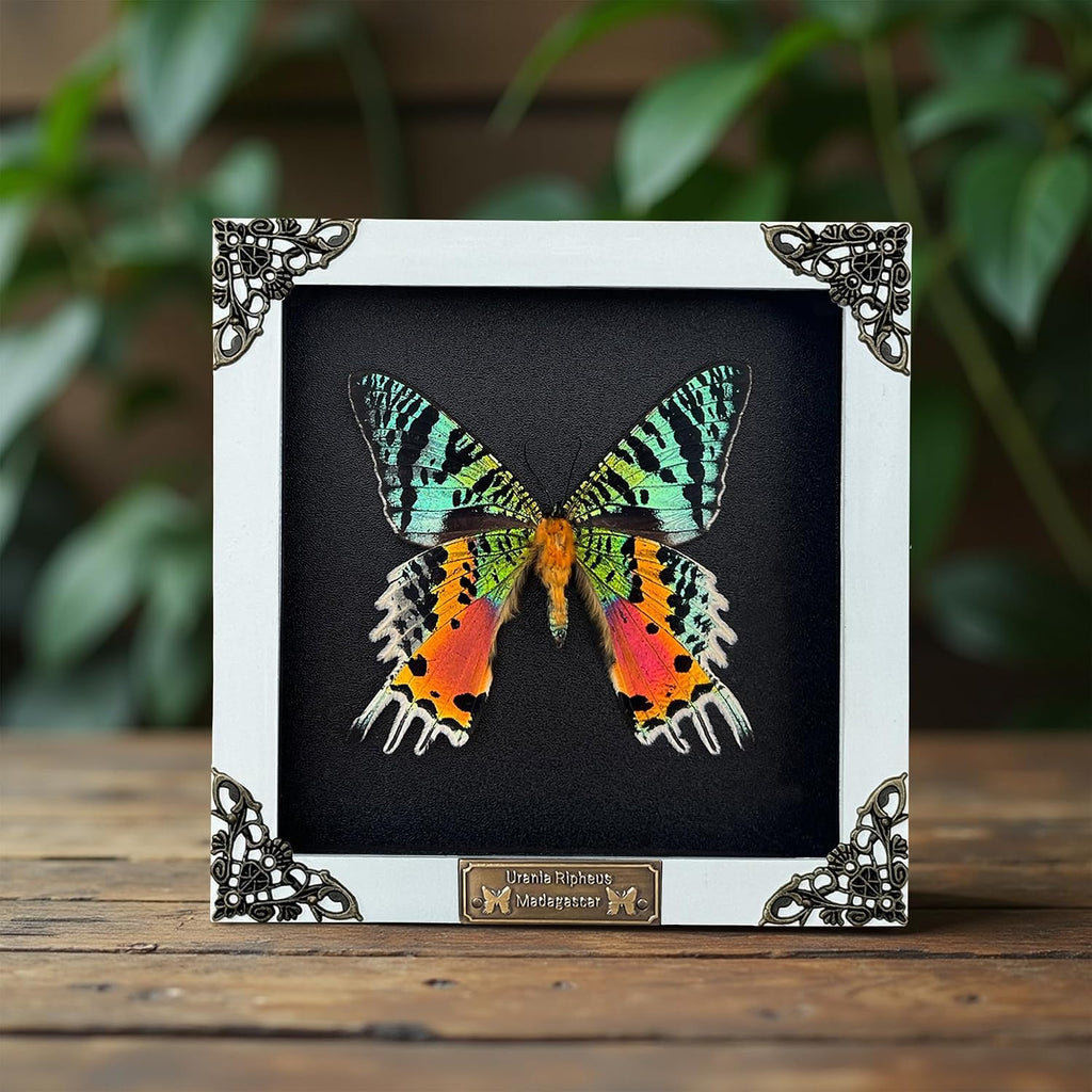 Real Sunset Moth 5.5" Frame Taxidermy Gothic Decor Witchy Gifts TR14-29-DE