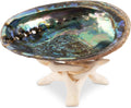 Wish Well Natural Abalone Shell 5-6 Inch Large with Wooden Stand