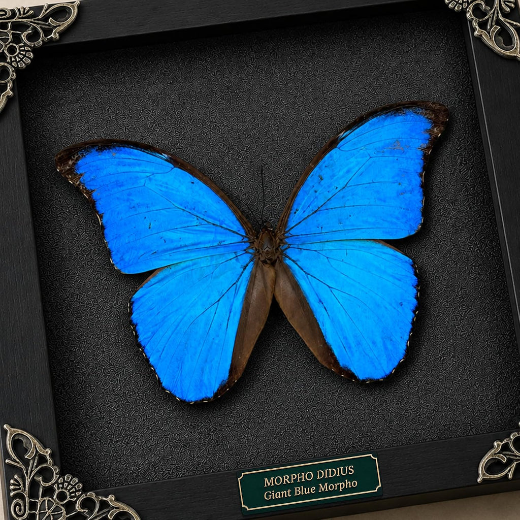Real Blue Morpho Butterfly 7.5" Framed Taxidermy Goth Witchy Gift K19-22-DE