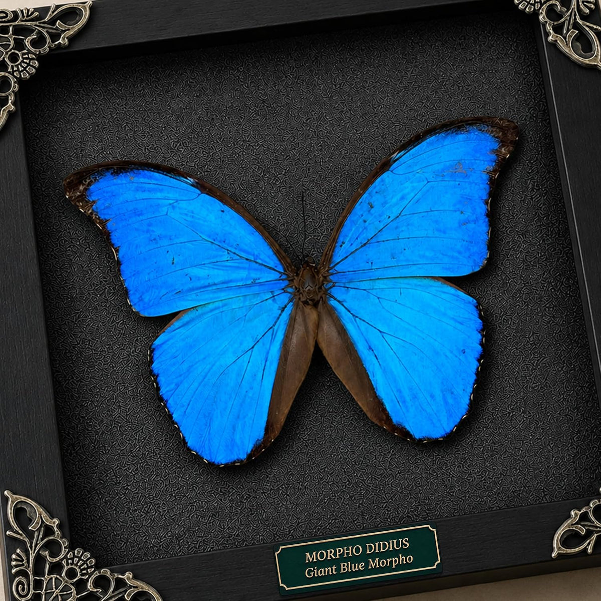 Real Blue Morpho Butterfly 7.5" Framed Taxidermy Goth Witchy Gift K19-22-DE