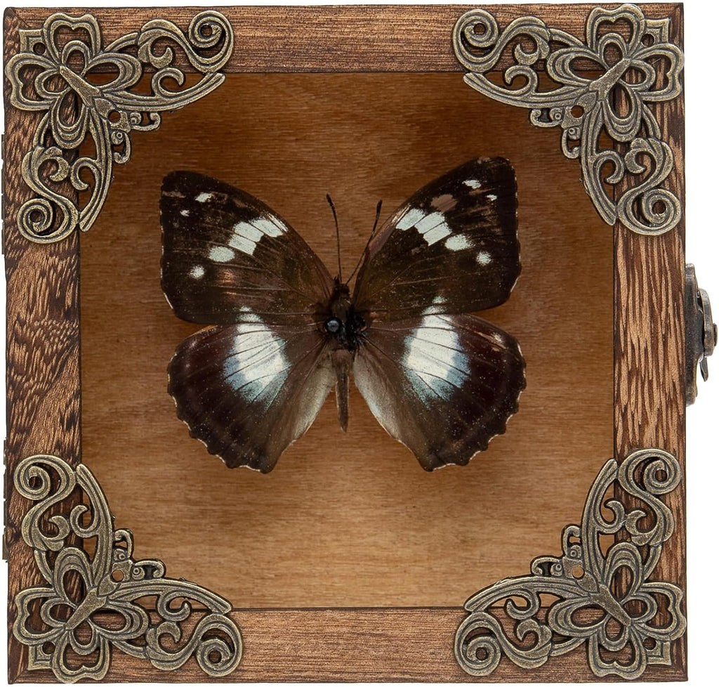Real Taxidermy Butterfly Shadow Box White-Spotted Nymphalid
