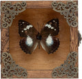 Real Taxidermy Butterfly Shadow Box White-Spotted Nymphalid