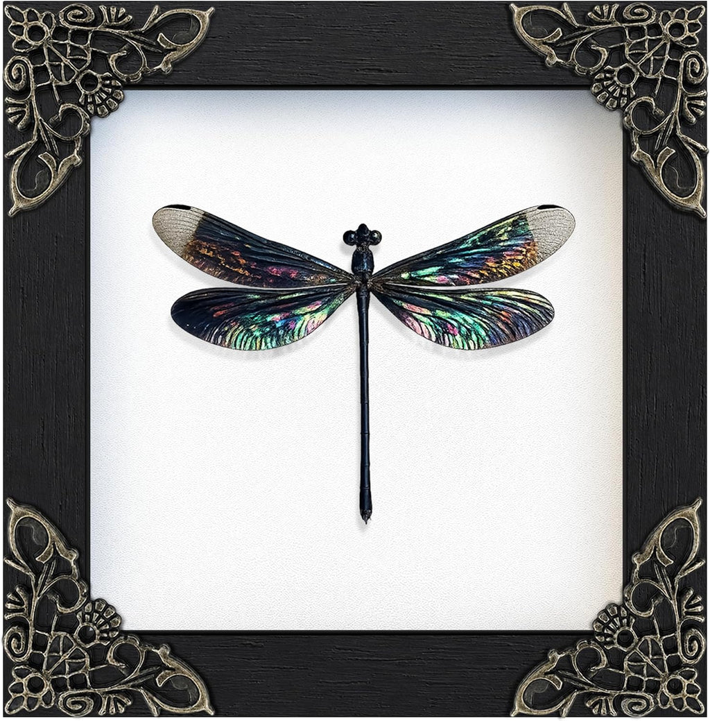 Real Dragonfly 4.7" Framed Insect Specimen Taxidermy Gothic Gift K12-85-TR