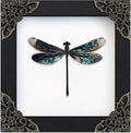 Real Dragonfly 4.7" Framed Insect Specimen Taxidermy Gothic Gift K12-85-TR