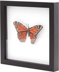 Super-Sturdy 8x8 Shadow Box Frame 1pk – MDF Display with Real Glass. Best Shadowbox to Showcase Photos, Tickets, Wedding Bouquets, CDs, Medals, Awards, and Insects (1, Display Black)