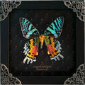 Real Sunset Moth 5.5" Frame Taxidermy Gothic Decor Witchy Gifts K14-29-NEM