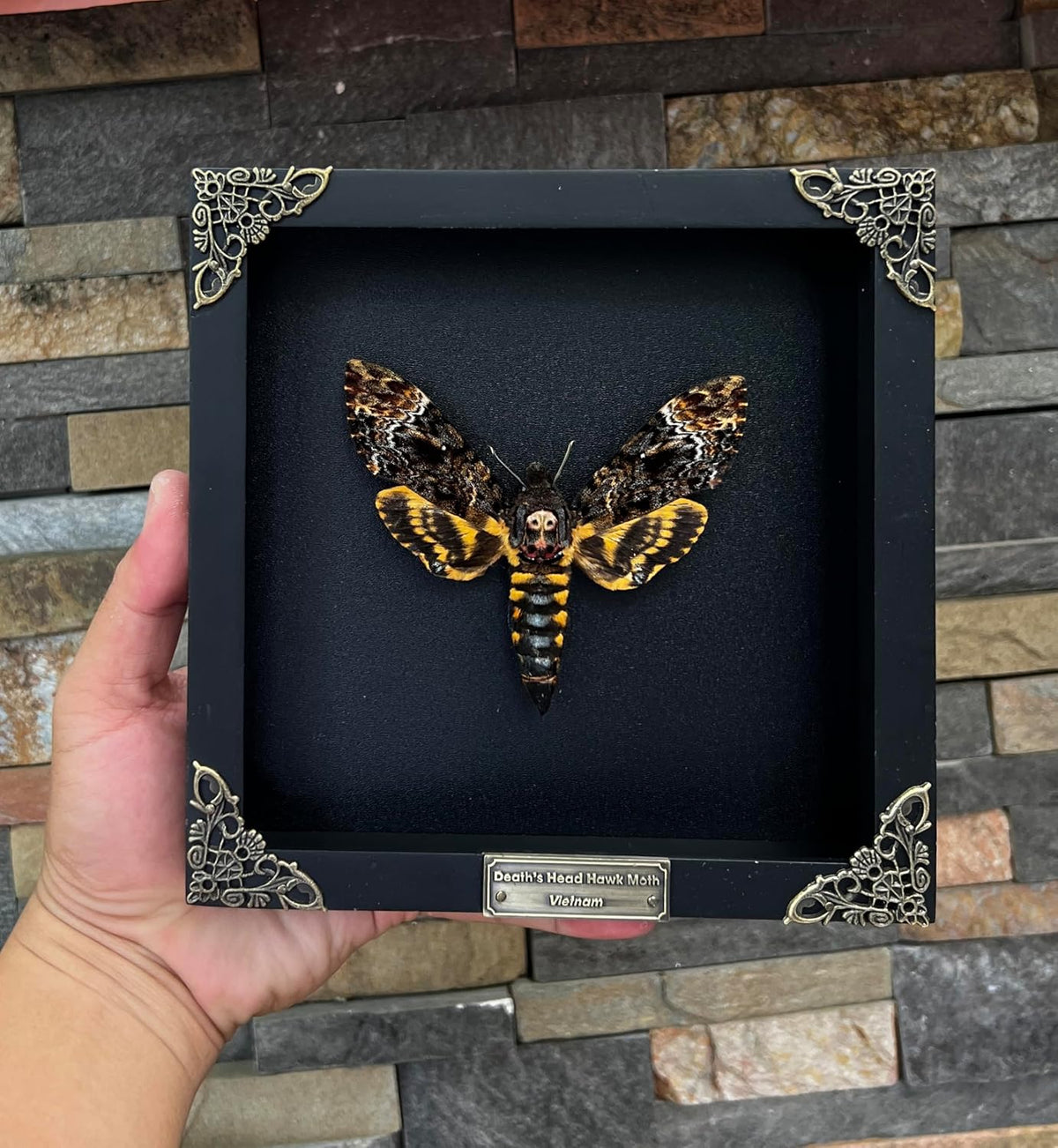 Real Death Head Moth Skull 7" Frame Taxidermy Acherontia Gothic K18-01-DE