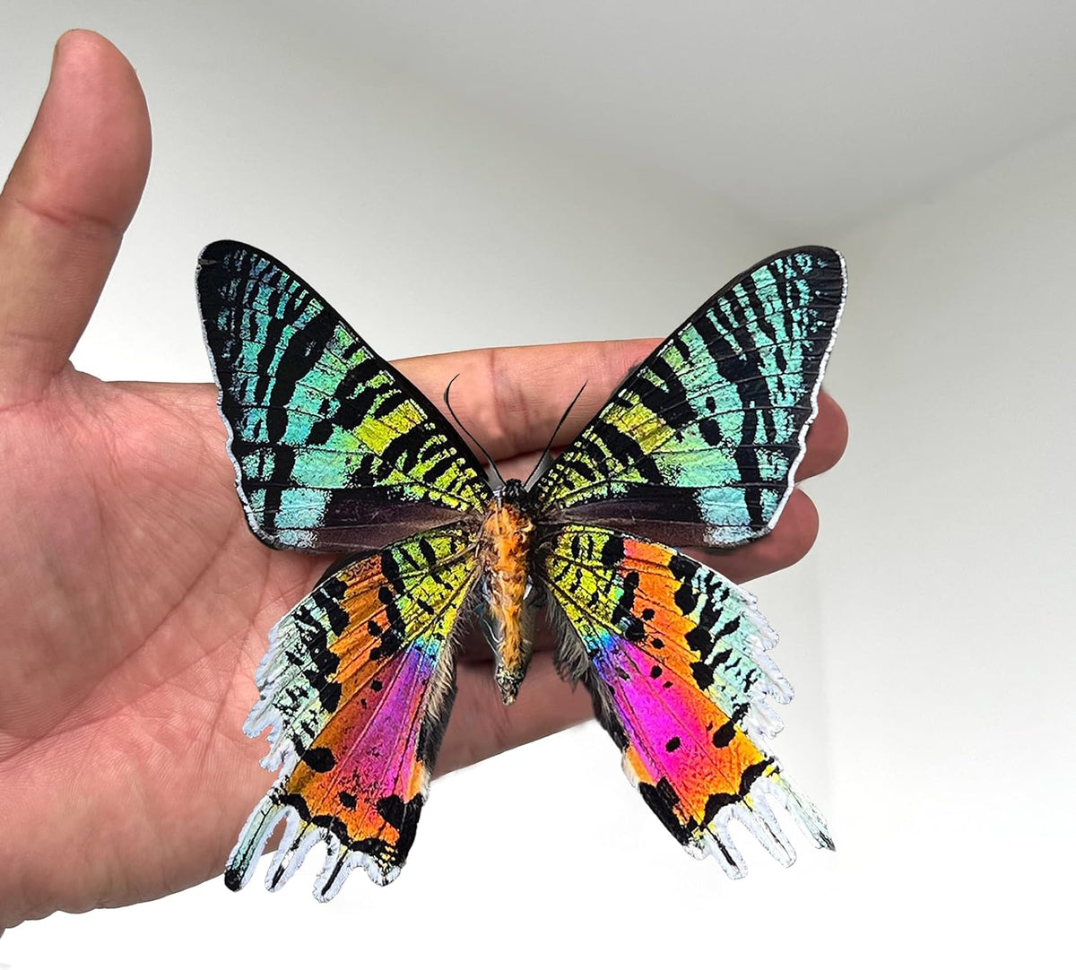 Real Sunset Butterfly Wooden 5.5" Framed Astronomy Taxidermy K14-29-AS2