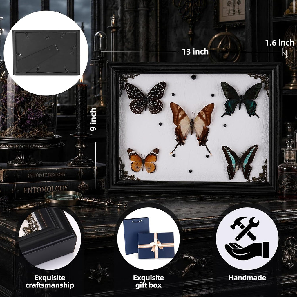 Duxjaqu Real Butterfly Taxidermy Frame with 5 Preserved Butterflies
