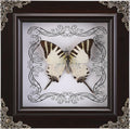 Real Framed Butterfly Specimen, Handmade Butterfly Taxidermy Shadow Box, Goth Gifts for Women, Dark Academia & Witchy Decor, (Tiger Green Swallowtail Butterfly)
