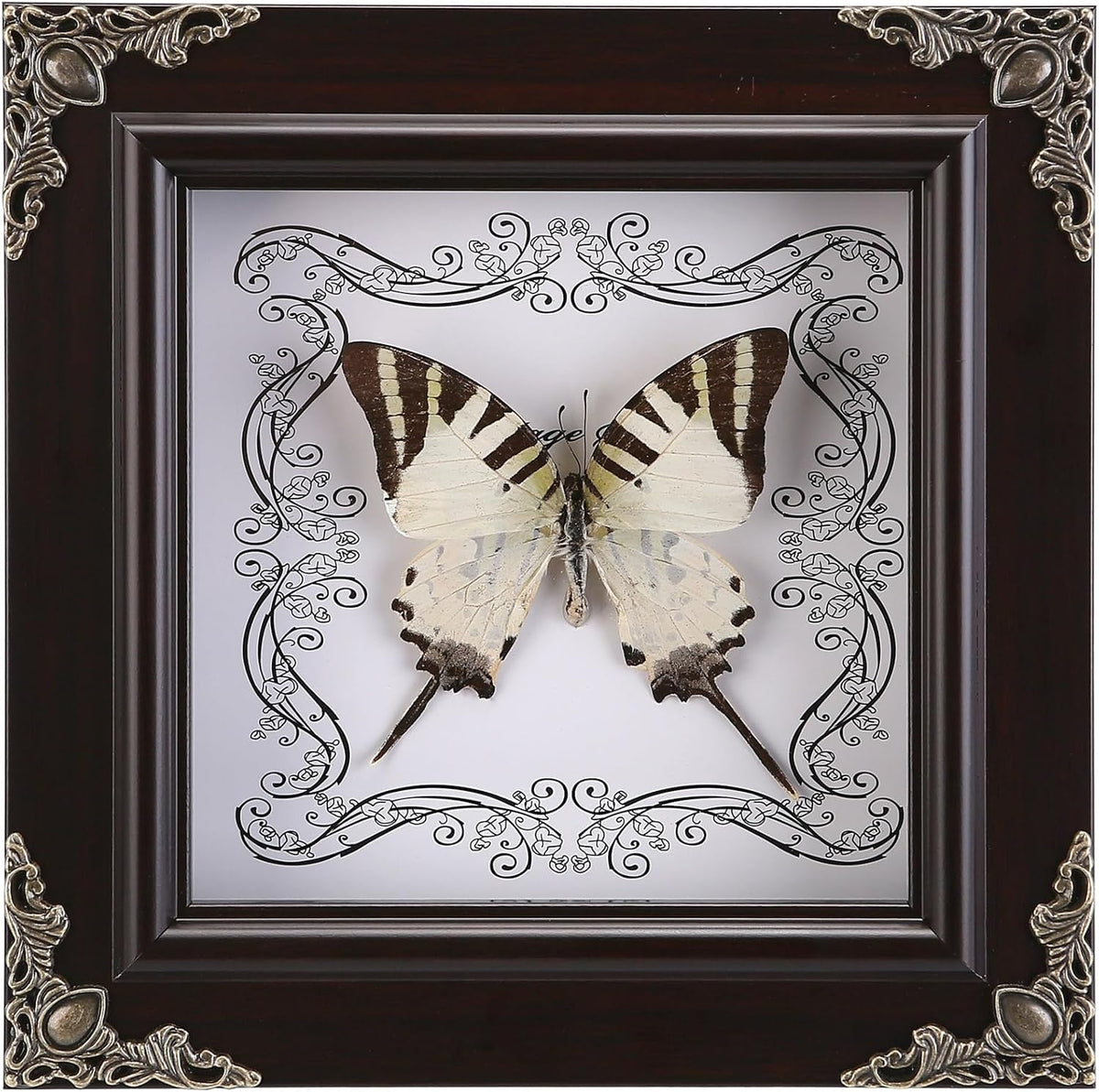 Real Framed Butterfly Specimen, Handmade Butterfly Taxidermy Shadow Box, Goth Gifts for Women, Dark Academia & Witchy Decor, (Tiger Green Swallowtail Butterfly)