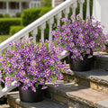 2 Pcs Artificial Flowers & Eucalyptus Topiary Trees for Porch (Purple)