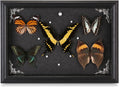 Real Framed Butterfly Taxidermy Collection - Set of 5 in Shadow Box Decor