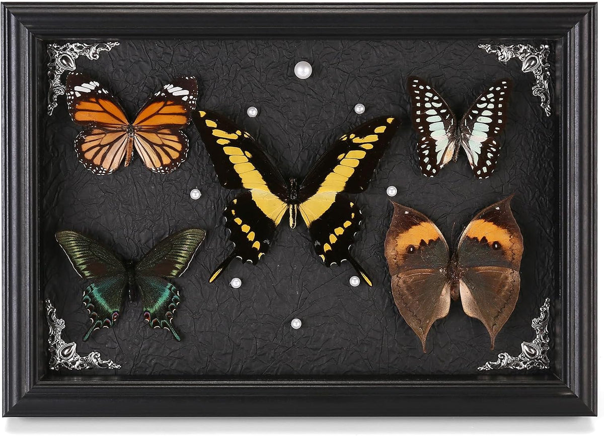 Real Framed Butterfly Taxidermy Collection - Set of 5 in Shadow Box Decor