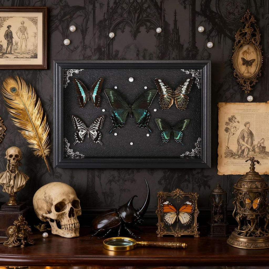 Real Framed Butterfly Taxidermy Collection - Set of 5 in Shadow Box Display