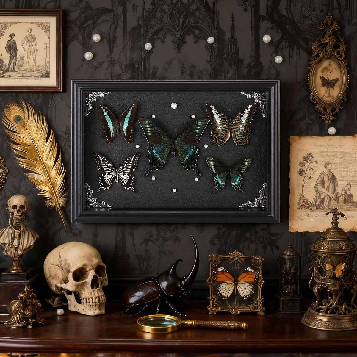 Real Framed Butterfly Taxidermy Collection - Set of 5 in Shadow Box Display