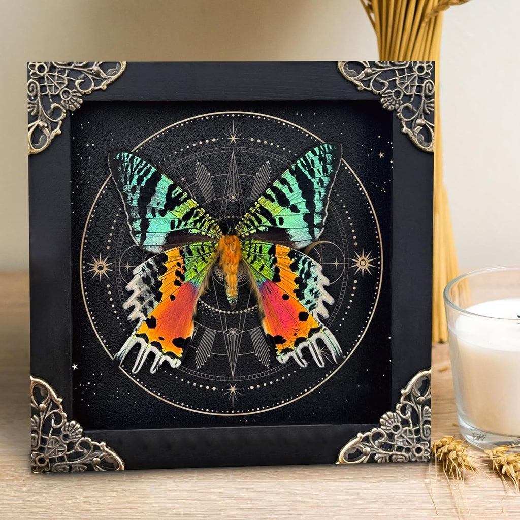 Real Sunset Butterfly Wooden 5.5" Framed Astronomy Taxidermy K14-29-AS2