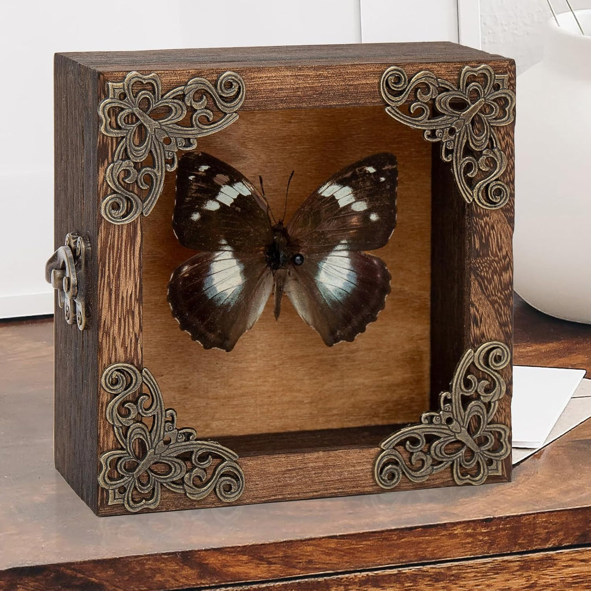 Real Taxidermy Butterfly Shadow Box White-Spotted Nymphalid