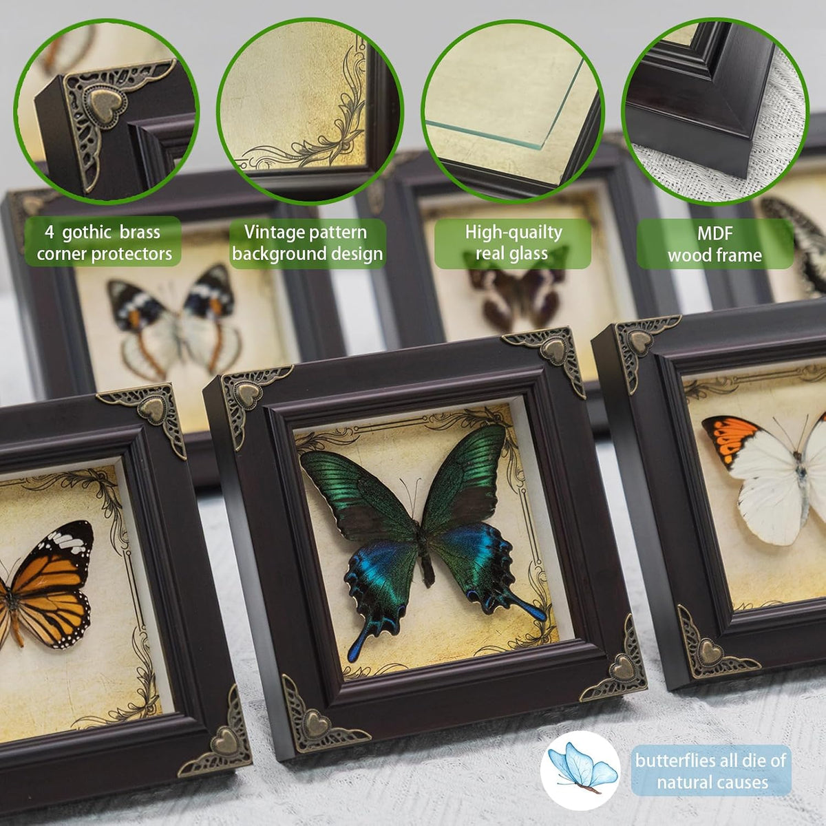 Handmade Real Butterfly Framed with 5 Pieces Gift Set - Gothic Home Decor and Vintage Frame - Butterflies Taxidermy Shadow Box Collection (Great Nawab Butterfly)
