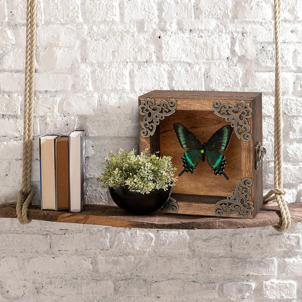 Real Taxidermy Butterfly Shadow Box Green-Banded Crested Butterfly