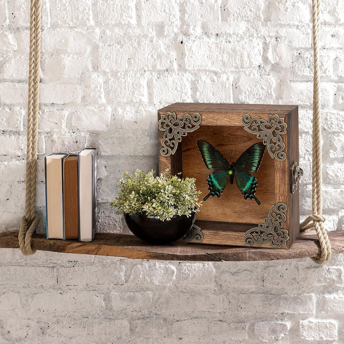 Real Taxidermy Butterfly Shadow Box Green-Banded Crested Butterfly