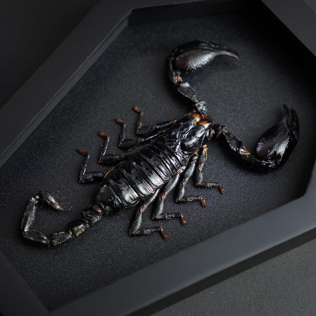 Real Large Scorpion 7" Coffin Gothic Oddities Halloween Decor CF18-51-DE