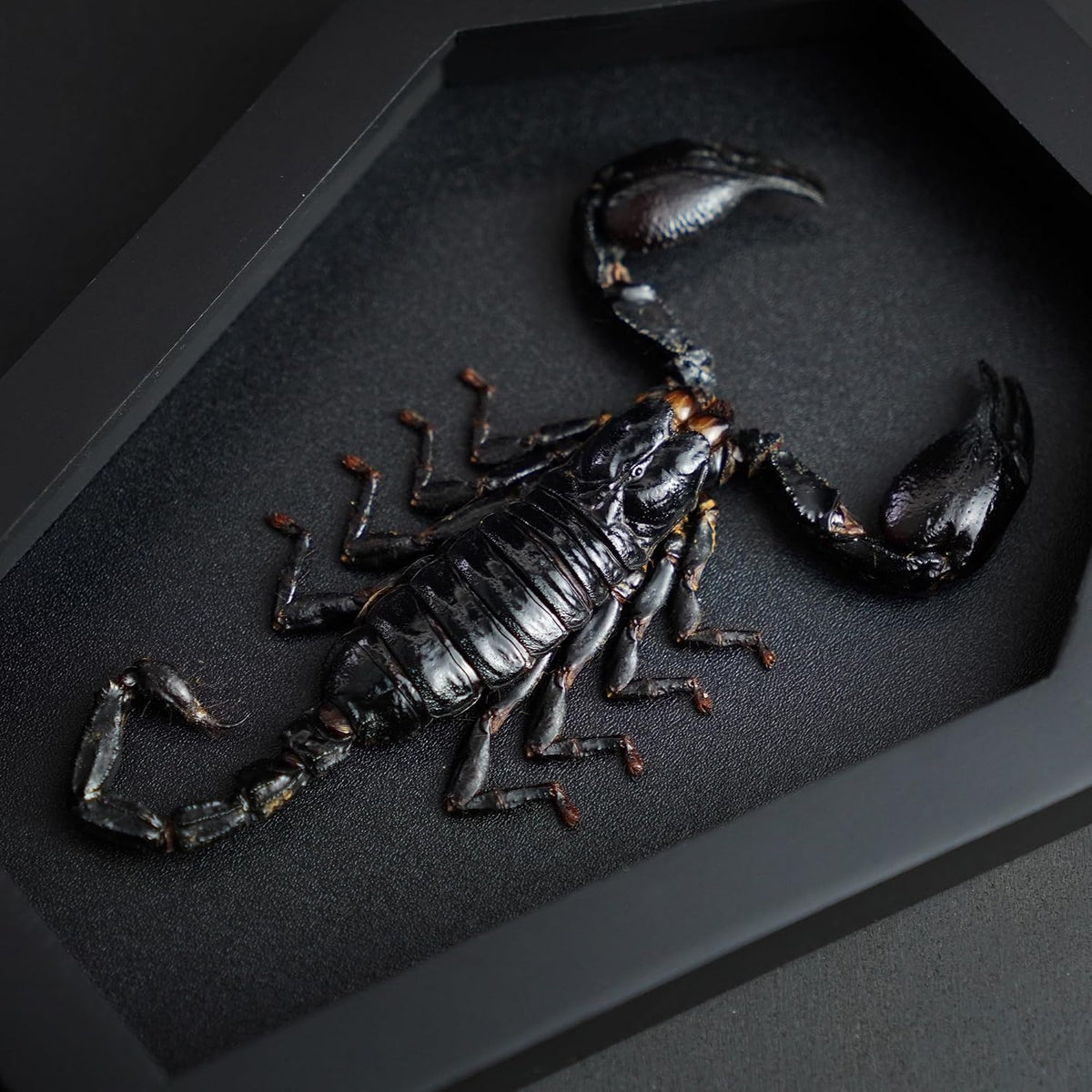 Real Large Scorpion 7" Coffin Gothic Oddities Halloween Decor CF18-51-DE