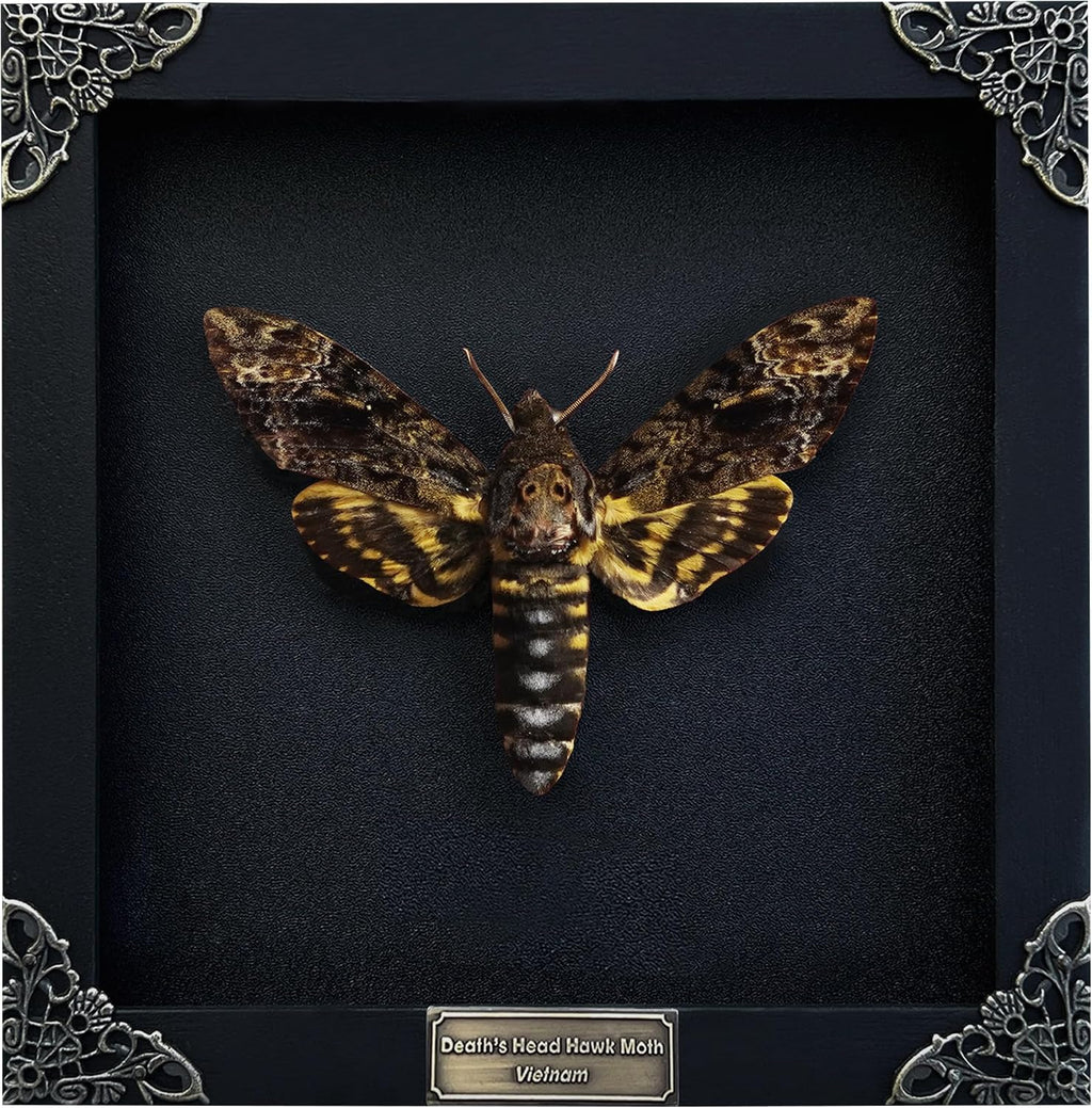Real Death Head Moth Skull 7" Frame Taxidermy Acherontia Gothic K18-01-DE