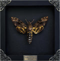 Real Death Head Moth Skull 7" Frame Taxidermy Acherontia Gothic K18-01-DE