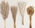 100 Stems Dried Pampas Grass, Boho Table Decor Natural Reed Phragmites Grass, Fluffy Large Pampas Grass, Bunny Tails Flowers Bouquet for Wedding Floral Arrangements Farmhouse Home, Wall Rustic Party