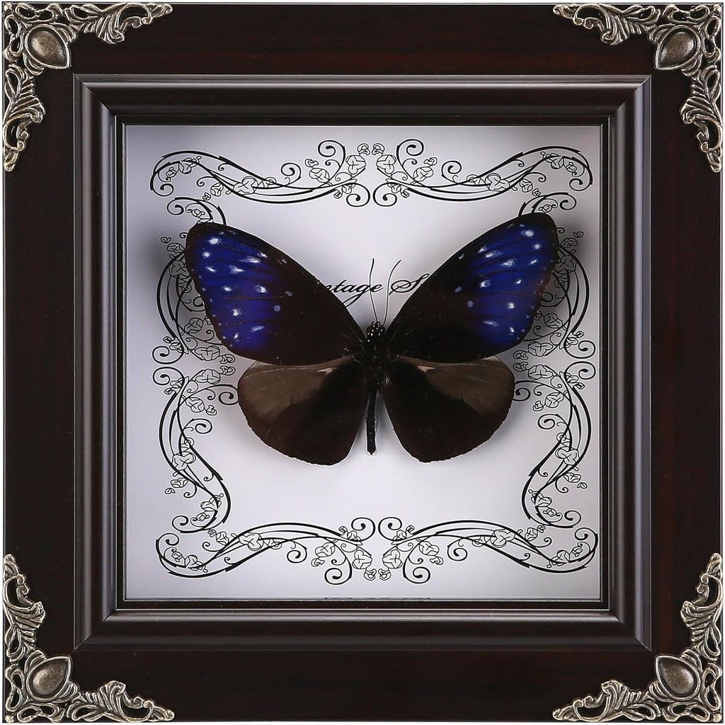 Real Framed Butterfly Specimen, Handmade Butterfly Taxidermy Shadow Box, Goth Gifts for Women, Dark Academia & Witchy Decor, (Blue-Spotted Violet Butterfly)