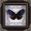 Real Framed Butterfly Specimen, Handmade Butterfly Taxidermy Shadow Box, Goth Gifts for Women, Dark Academia & Witchy Decor, (Blue-Spotted Violet Butterfly)