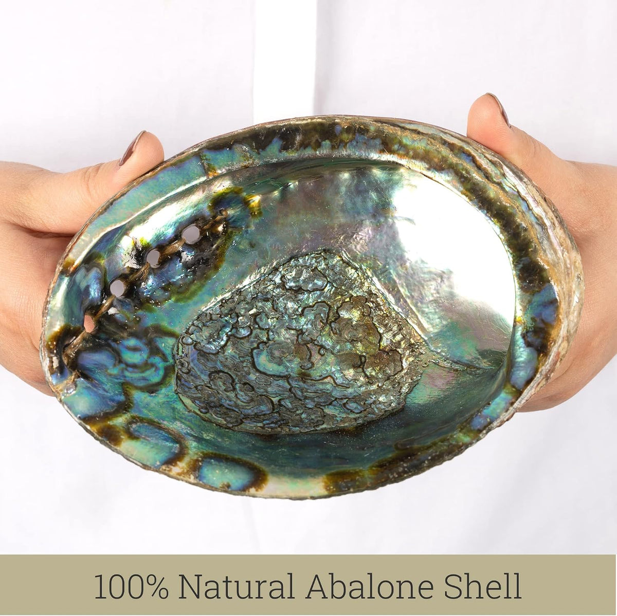 Wish Well Natural Abalone Shell 5-6 Inch Large with Wooden Stand