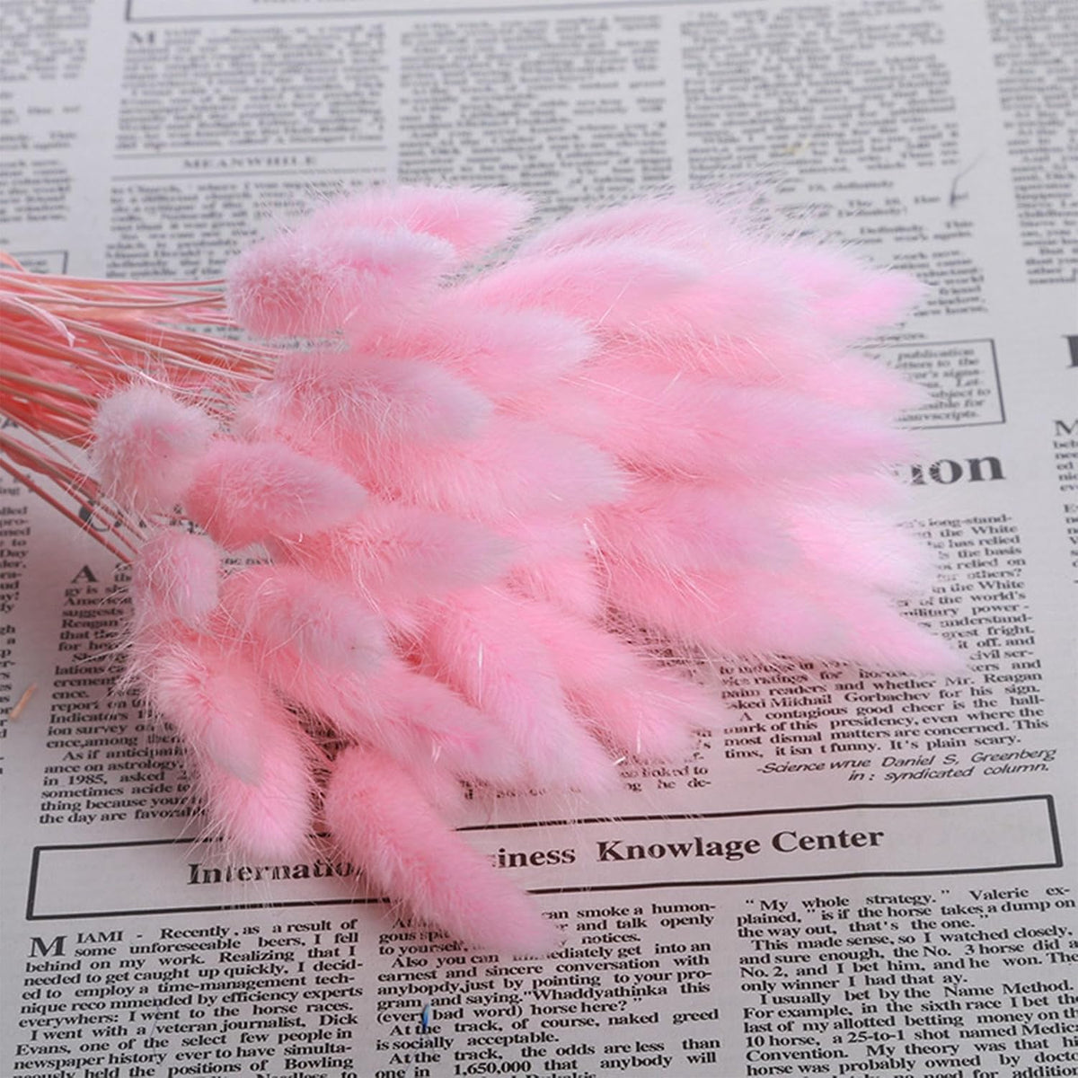 Pink Bunny Tails Dried Grass 120 Pcs 17Inch Natural Lagurus Ovatus