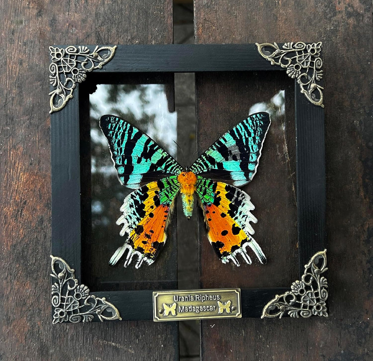 Real Sunset Moth 5.5" Frame Taxidermy Gothic Decor Witchy Gifts K14-29-KI